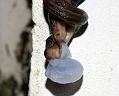 slug_mating_2507094977