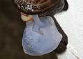 slug_mating_2507094986