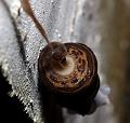 slug_mating_2507094995