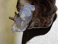 slug_mating_2507094997