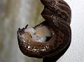 slug_mating_2507094999