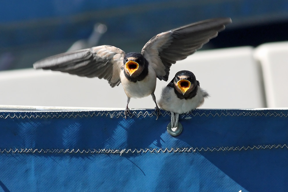 swallow_0807091955.jpg