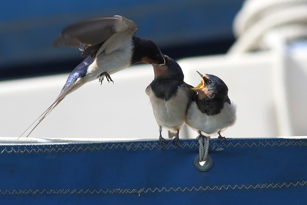 swallow_0807091986.jpg