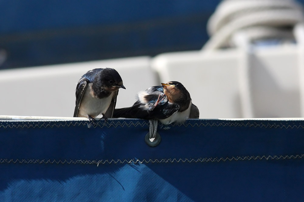 swallow_0807092034.jpg