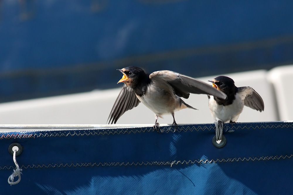 swallow_0807092038.jpg