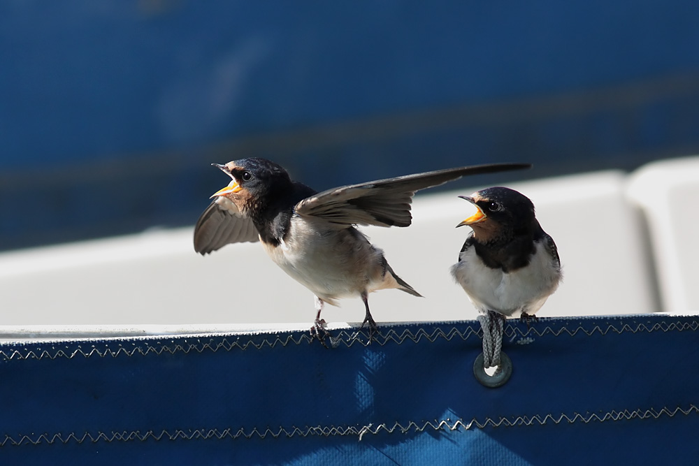swallow_0807092039.jpg