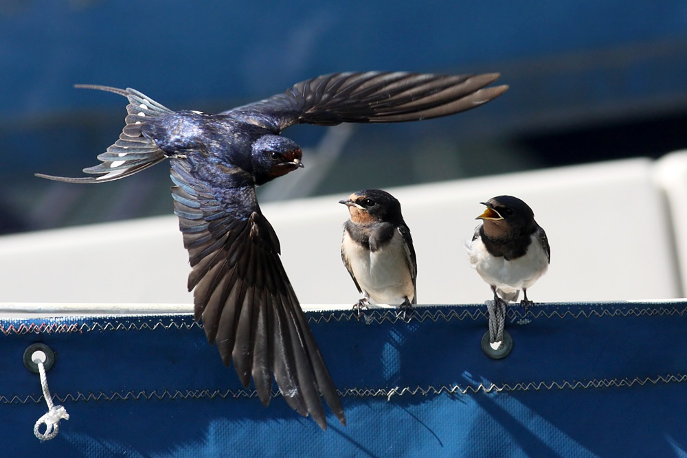 swallow_0807092062.jpg