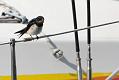 swallow_0807091938
