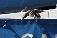 swallow_0807091954