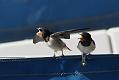 swallow_0807092039