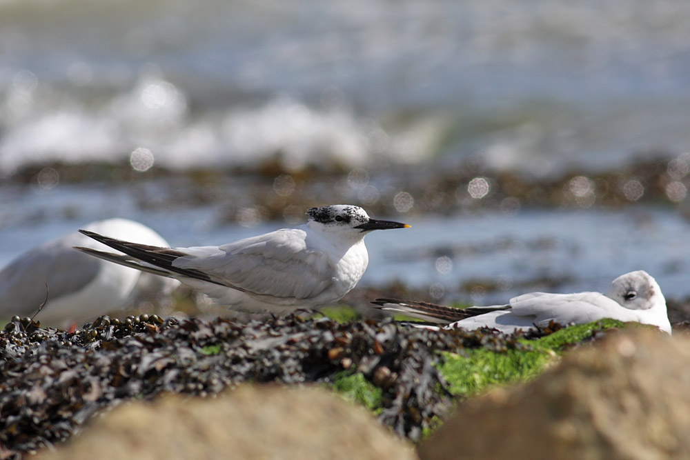 sandwich_tern_1608099186.jpg