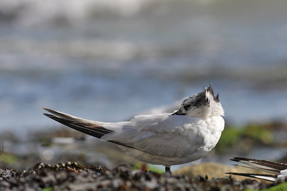 sandwich_tern_1608099228.jpg