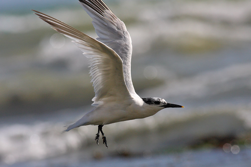 sandwich_tern_1608099241.jpg
