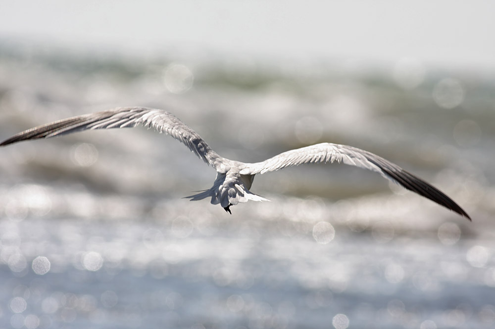 sandwich_tern_1608099298.jpg