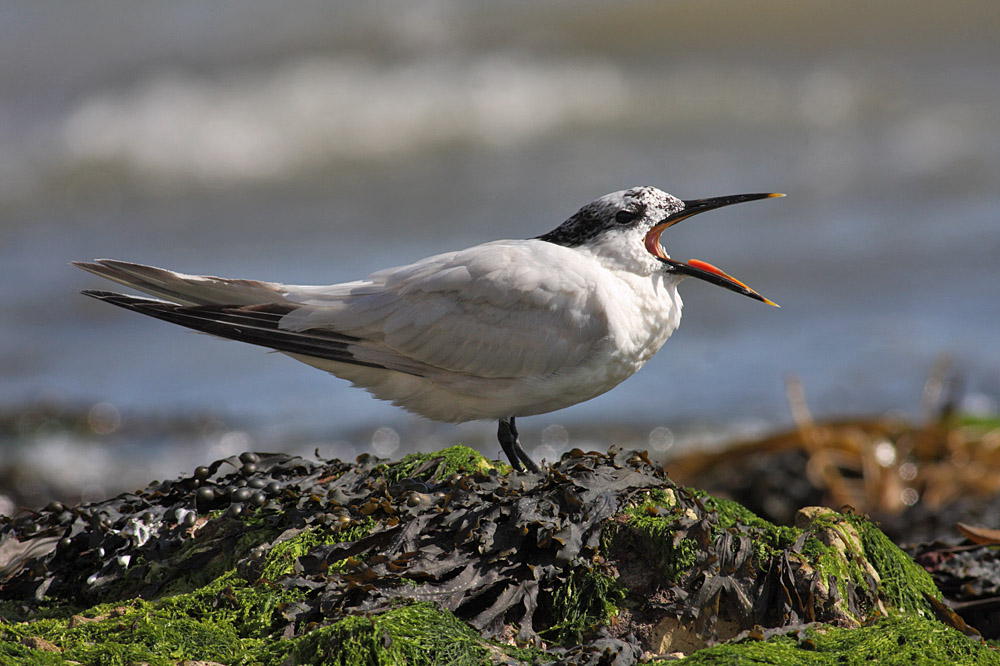 sandwich_tern_1608099397.jpg