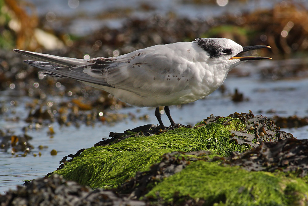 sandwich_tern_1608099421.jpg