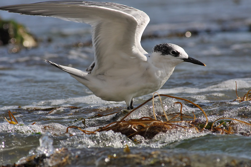 sandwich_tern_1608099465.jpg
