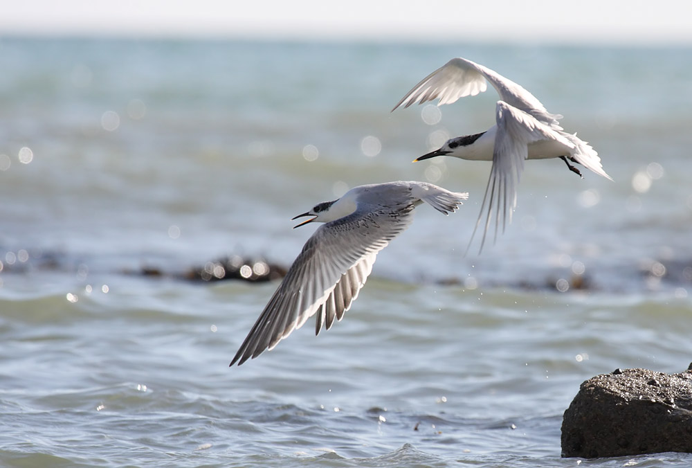 sandwich_tern_3108092992.jpg