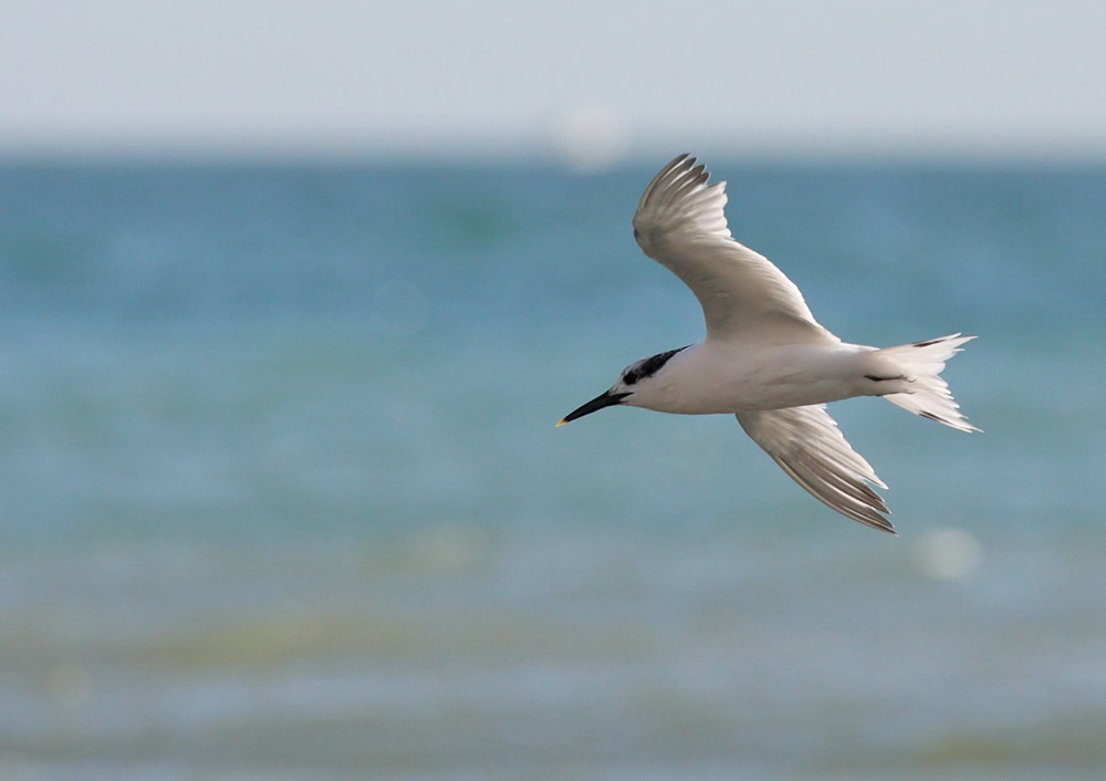 sandwich_tern_3108093009.jpg