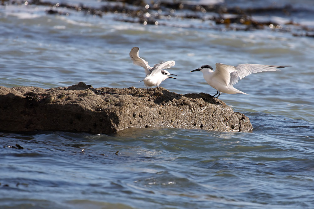 sandwich_tern_3108093014.jpg