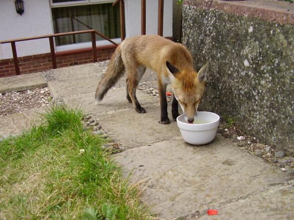 at the watering hole