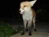 crazy fox cub