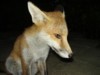 fox cub portrait