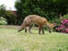 fox cub grubbing 2