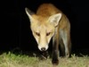 fox cub poised