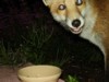 crazy fox cub 2