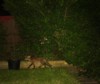 Cub and bucket