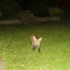 curious cub