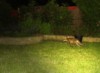 cub trot