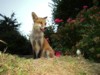 fox cub and roses