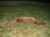 fox cub on lawn