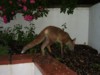 fox cub exits