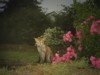Fox cub and roses