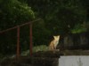 fox cub on steps