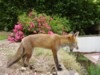 Night Fox