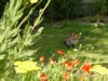 fox cub resting