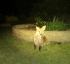 Cub very close and very relaxed