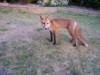 Fox cub 