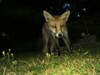 Fox cub standing