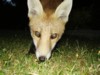 fox cub up close