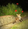 fox cub and poppies