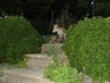 fox cub by shrub
