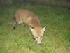 fox cub close-up
