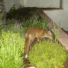 cub in shrubs