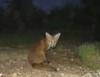 fox cub at night