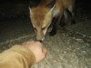 fox cub sniffing hand 2